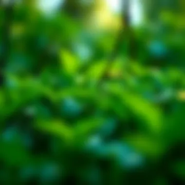 Diagram of regulatory compliance in digital asset investment