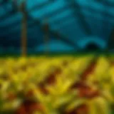 Visual representation of yield farming strategies